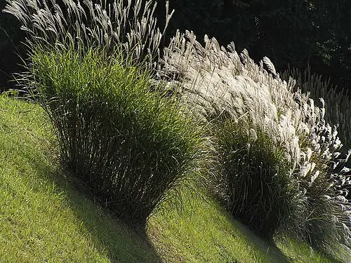 억새 (Miscanthus sinensis)