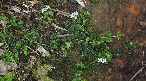 호자덩굴 (Mitchella undulata)