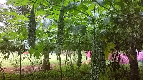 여주 (Momordica charantia)