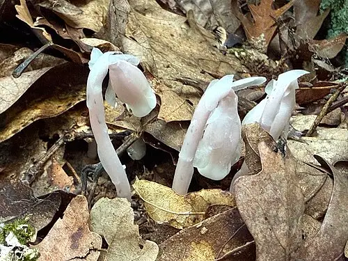수정난풀 (Monotropa uniflora)