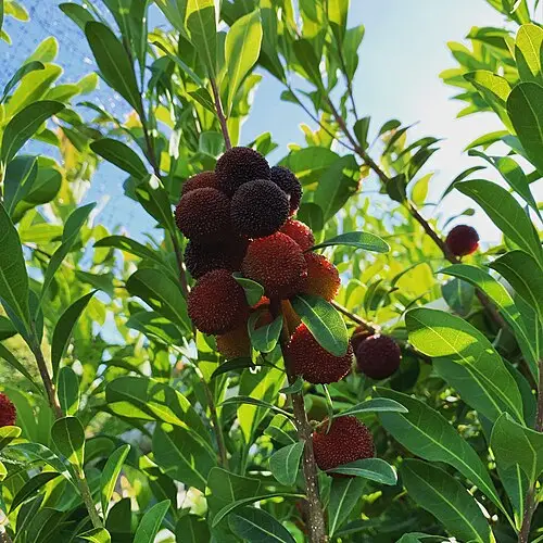 소귀나무 (Morella rubra)