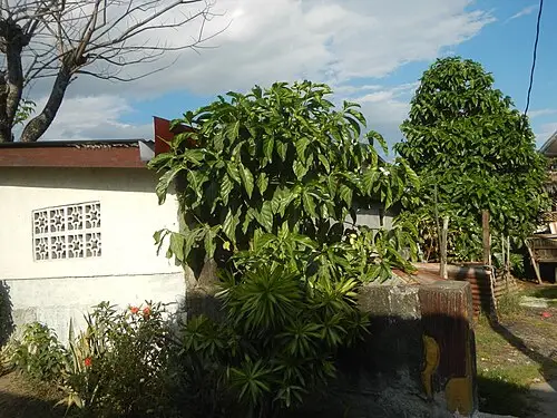 노니 (Morinda citrifolia)