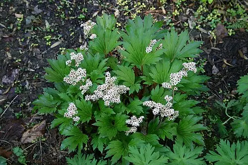 돌단풍 (Mukdenia rossii)