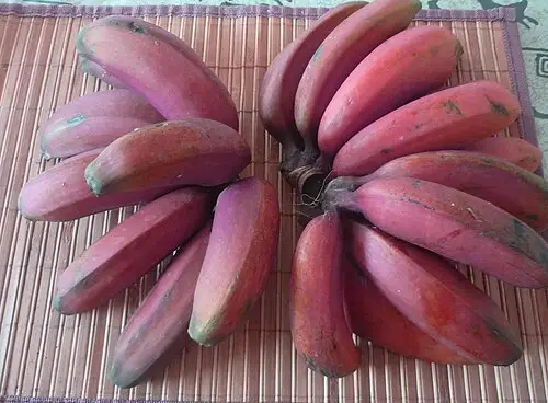 바나나 (Musa acuminata)