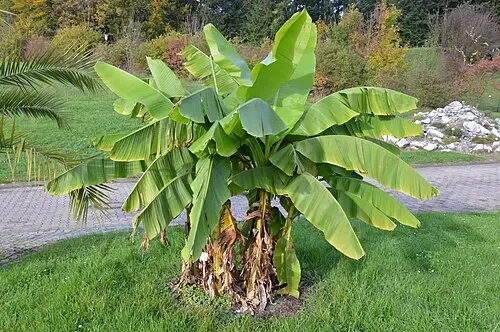 파초 (Musa basjoo)