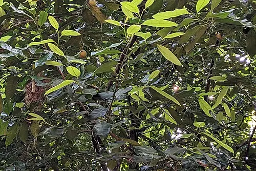 육두구 (Myristica fragrans)