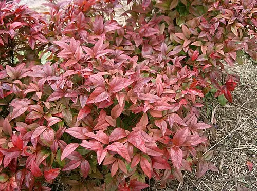 남천 (Nandina domestica)