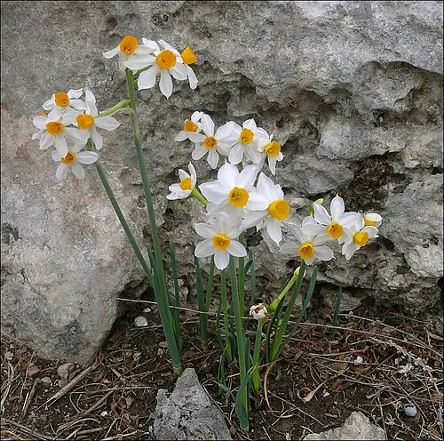 수선화 (Narcissus tazetta)