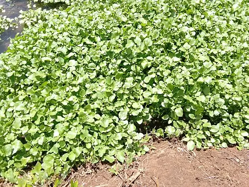 물냉이 (Nasturtium officinale)