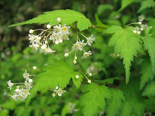 국수나무 (Neillia incisa)