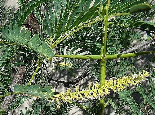 메스키트 (Neltuma juliflora)