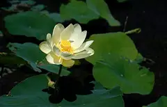 미국연꽃
