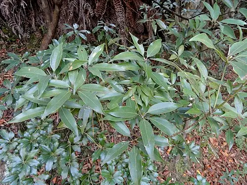 새덕이 (Neolitsea aciculata)