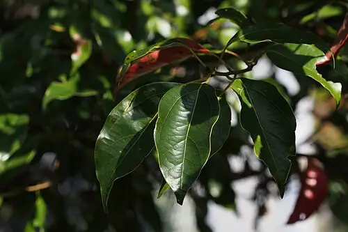 참식나무 (Neolitsea sericea)