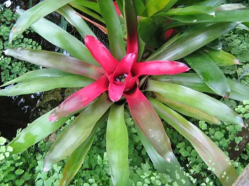 네오레겔리아 (Neoregelia carolinae)
