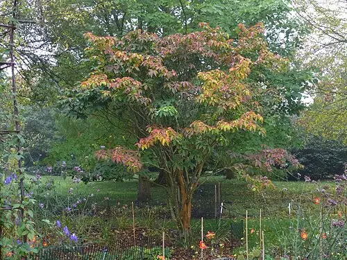 사람주나무 (Neoshirakia japonica)