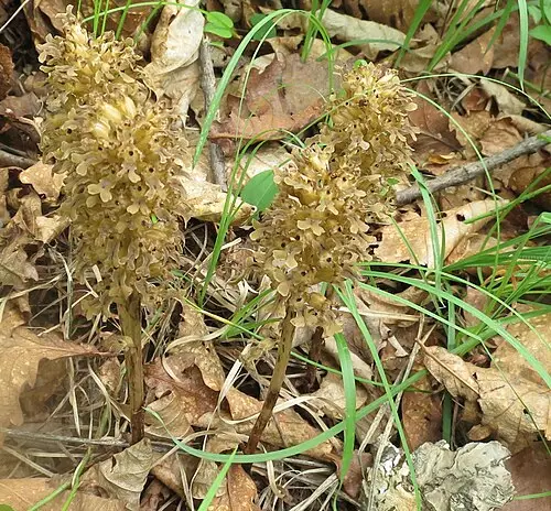 새둥지란 (Neottia papilligera)