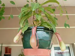 날개벌레잡이풀