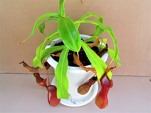 열대벌레잡이풀 (Nepenthes mirabilis)