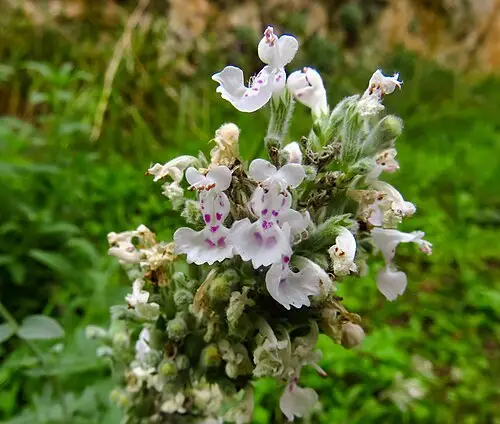 개박하 (Nepeta cataria)