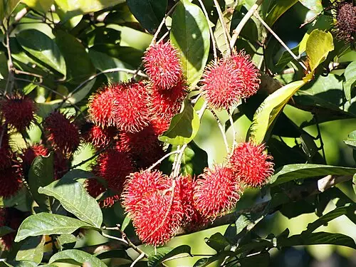 람부탄 (Nephelium lappaceum)