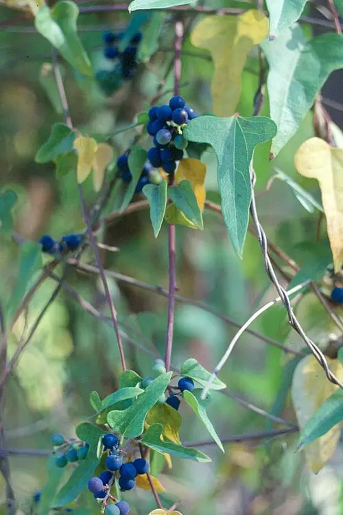 댕댕이덩굴 (Nephroia orbiculata)