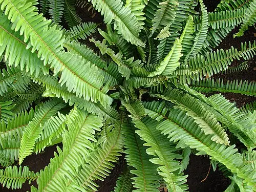 줄고사리 (Nephrolepis cordifolia)