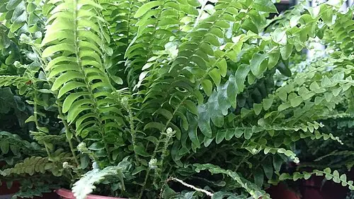 보스턴고사리 (Nephrolepis exaltata)