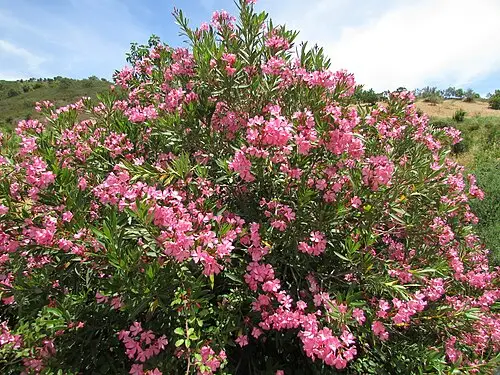 협죽도 (Nerium oleander)