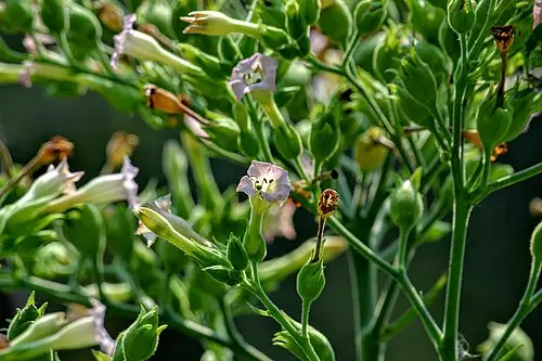 담배 (Nicotiana tabacum)