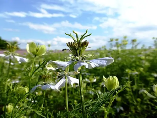 흑쿠민 (Nigella sativa)