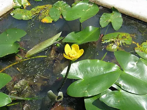 개연꽃 (Nuphar japonica)
