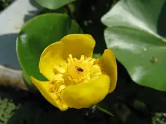 왜개연