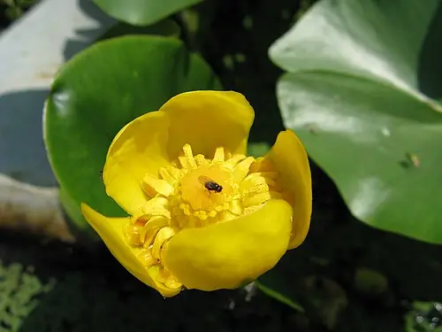 왜개연 (Nuphar pumila)