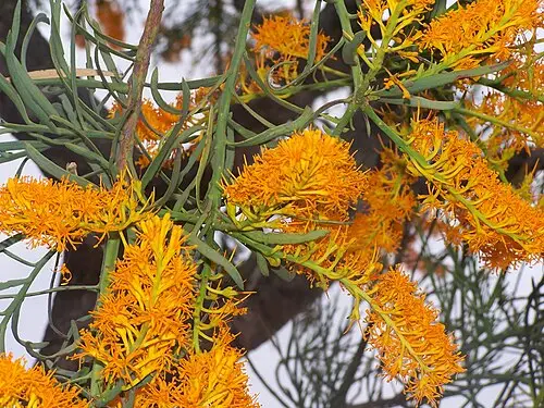 누이치아 (Nuytsia floribunda)