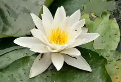 유럽수련