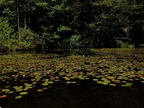 미국수련 (Nymphaea odorata)