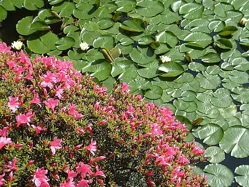 수련 (Nymphaea tetragona)