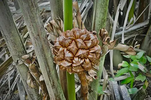 니파야자 (Nypa fruticans)