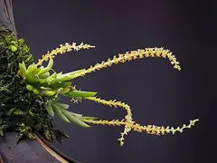 차걸이란