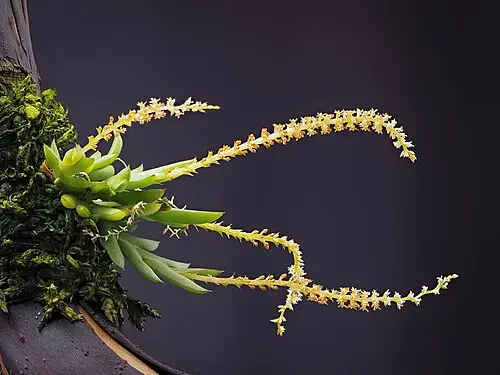 차걸이란 (Oberonia japonica)
