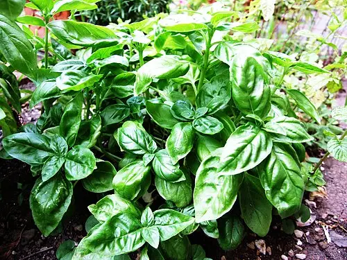 바질 (Ocimum basilicum)