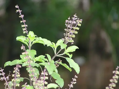 홀리바질 (Ocimum tenuiflorum)