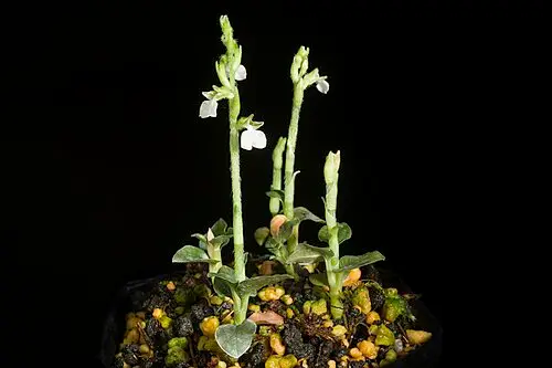 백운란 (Odontochilus nakaianus)