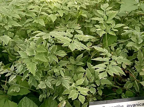 미나리 (Oenanthe javanica)