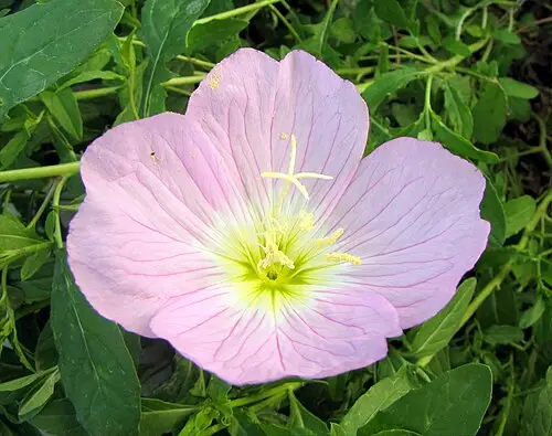 분홍낮달맞이꽃 (Oenothera speciosa)