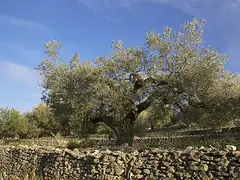 올리브나무