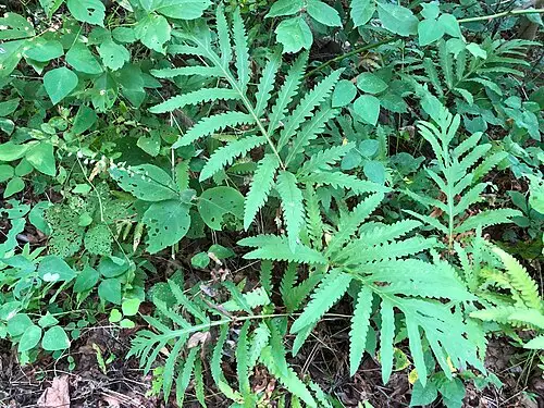 야산고비 (Onoclea sensibilis)