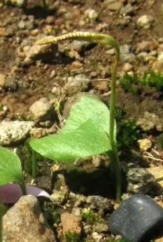 그물나도고사리삼 (Ophioglossum reticulatum)