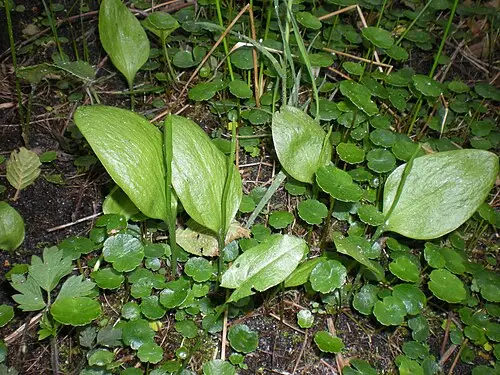 나도고사리삼 (Ophioglossum vulgatum)